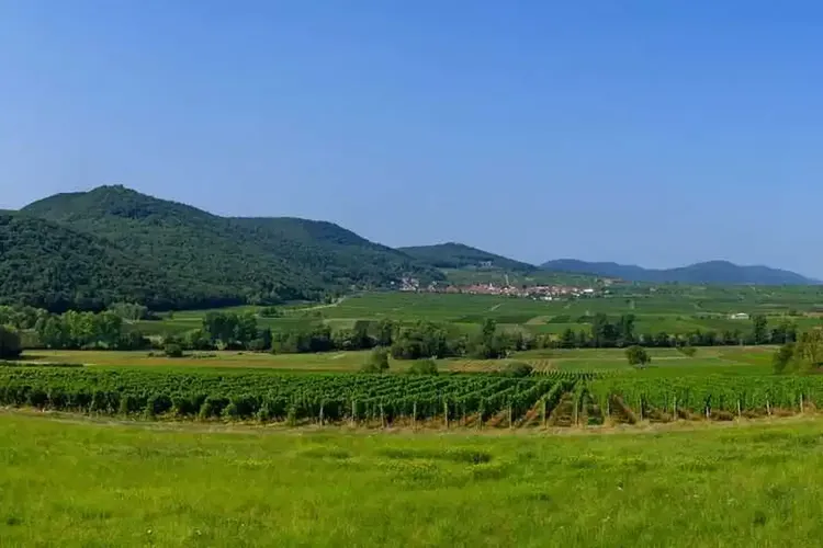 Sex Neustadt Weinstrasse